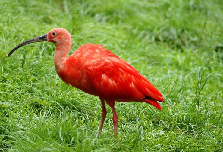 ibis červený
